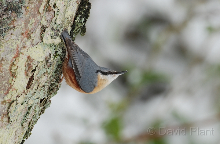 Nuthatch - I.jpg - Nuthatch - Gloucestershire